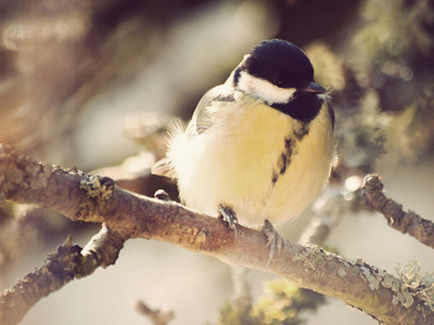 Mésange bleue